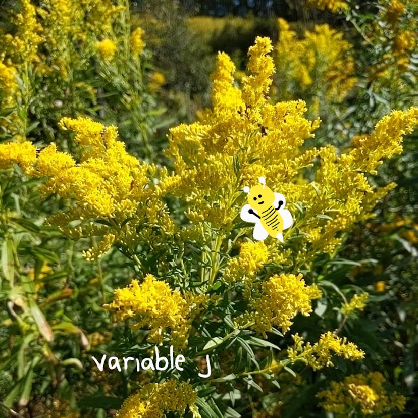 album cover of the song goldenrods by variable j